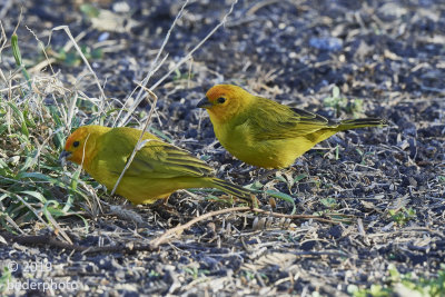 Saffron Finch pair