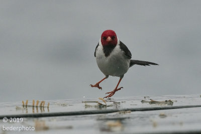 red capped cardinal....dancing in the rain