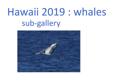 2019_hawaii___whales
