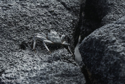 A'ama crab on lava