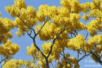 Tabebuia aurea tree