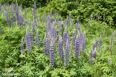 Lupines on a rainy afternoon