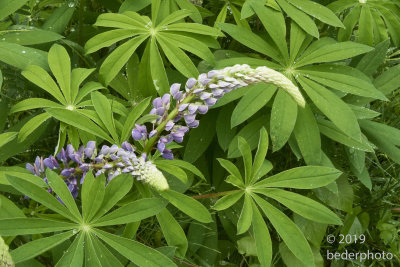 lupines after rain