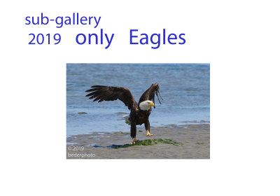only_eagles