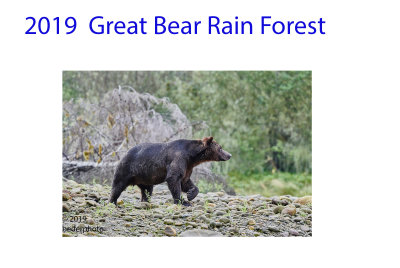 2019__great_bear_rainforest