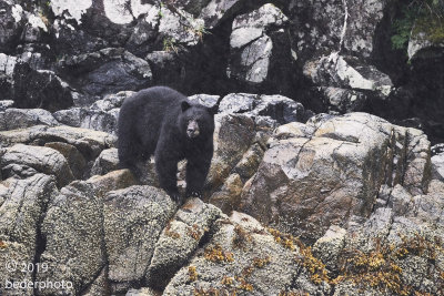  black bear on shore prowl  