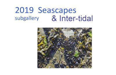 seascapes  intertidal