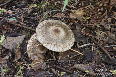 mature shaggy parasol mushrooms