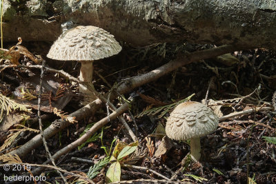 shaggy parasol mushrooms