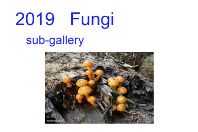 2019   fungi
