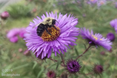 bumble bee on late blooming asters..