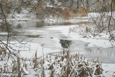 partially frozen pond....Jericho Park