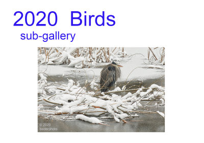 2020_birds