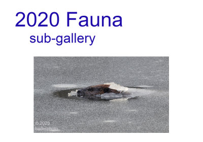 2020_fauna