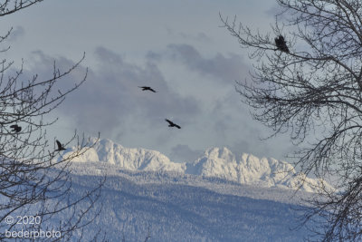 nearby crows and distant mountains