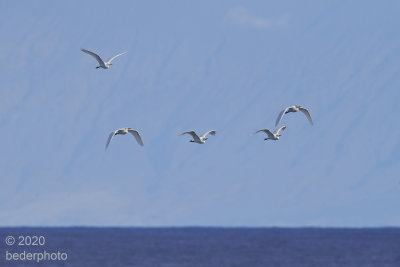 white tern or gull ??