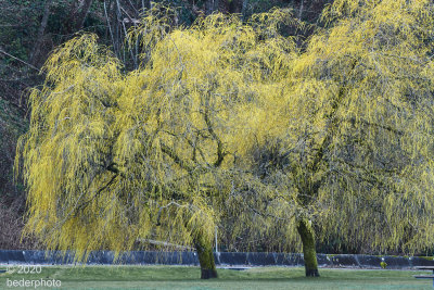 early spring foliage...Willows