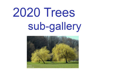 2020_trees