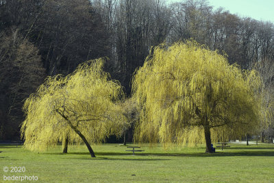 sunlit early spring willows