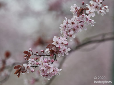 ornamental cherry tree...blossoms in rain