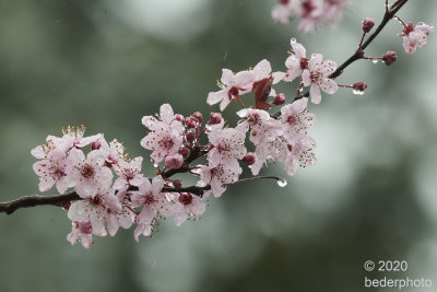 ornamental cherry tree...blossoms 