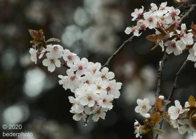 another ornamental cherry tree...blossoms 
