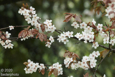   cherry tree...spring blossoms 
