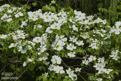 Pacific Dogwood....Cornus Nuttali