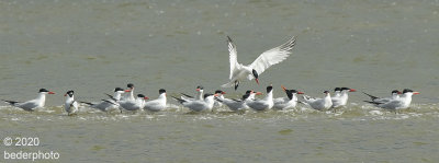 migrating brief visitors:  Arctic Terns