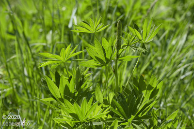 backlit, new lupine almost ready to bloom