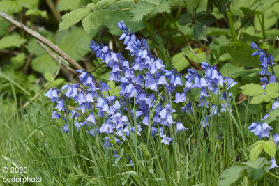 wild bluebells