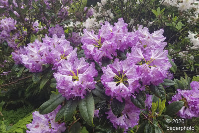next rhodo in this group