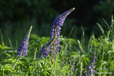 Lupine bloom starting