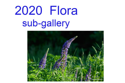 2020_flora