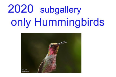 Hummingbirds 2020