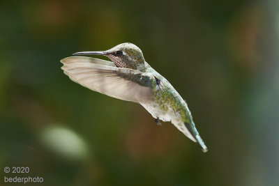 Anna's Hummingbird