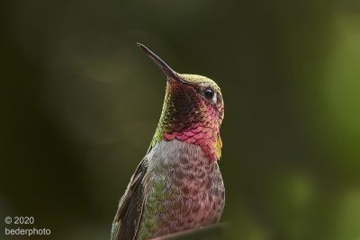 same Anna's hummingbird