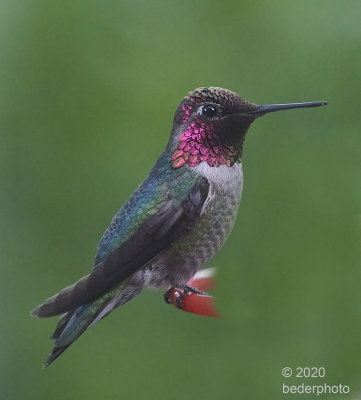 evening hummingbird