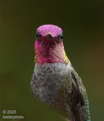 fuschia portrait...Anna's Hummingbird