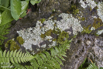 lichen and moss on broken branch