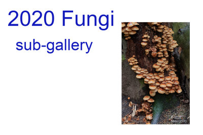 2020_fungi