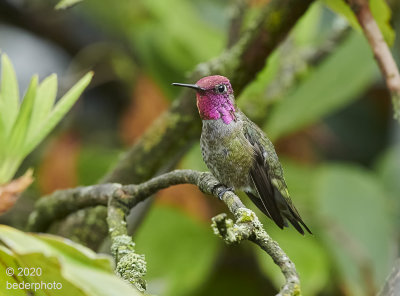 Anna's Hummingbird 