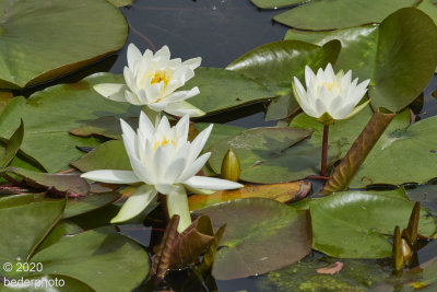 water lillies