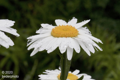 Shasta Daisy