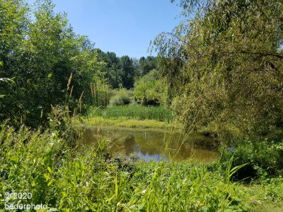 Jericho Park ponds #1