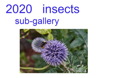 2020_insects