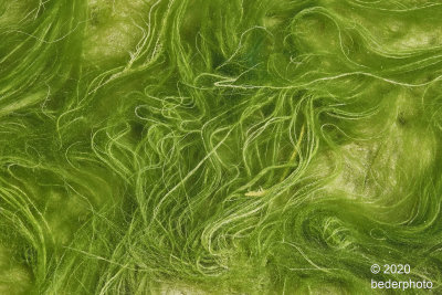 chaotic tangle...Mermaids Hair sea grass