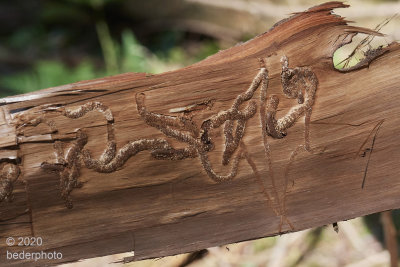 beetle tracks