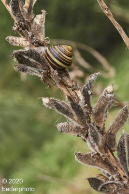  snail feeding on dry lupine seedpods