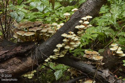autumn mushroom season has begun for 2020